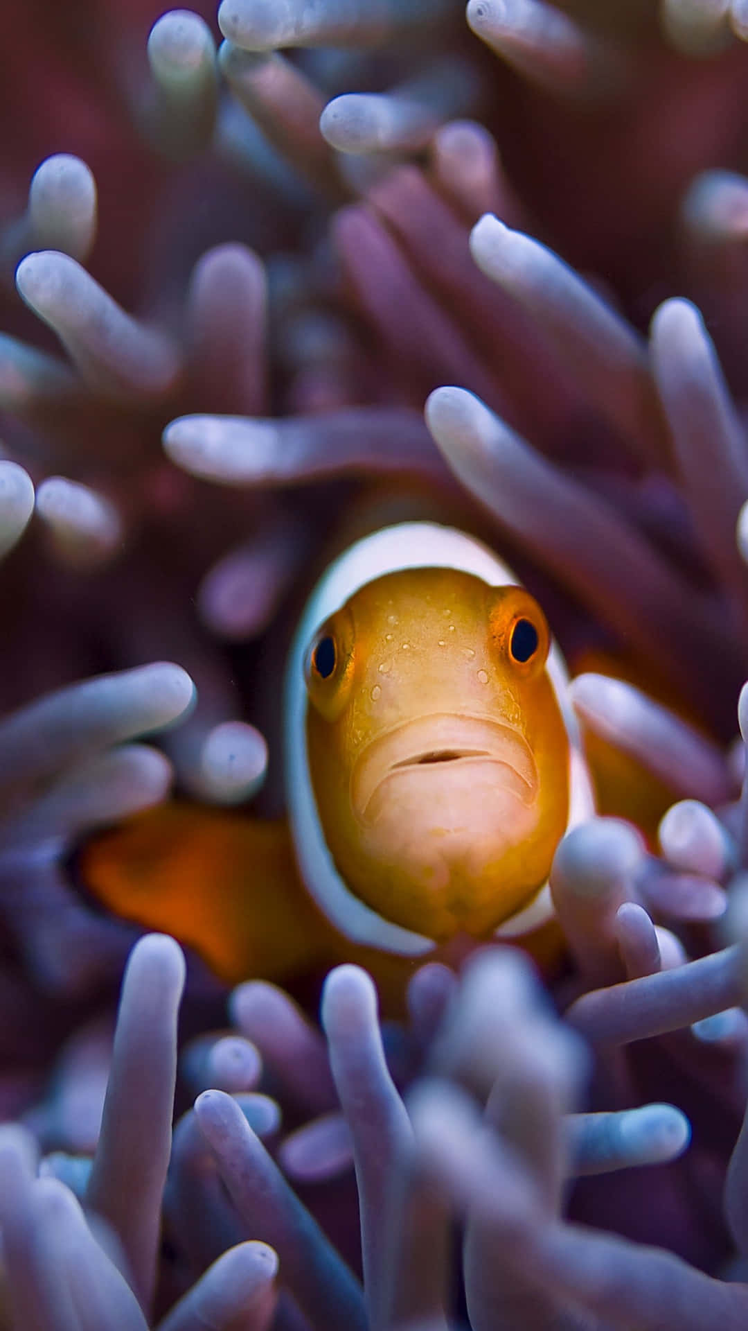 Clownfish In Anemone, Adobe Photoshop Wallpaper