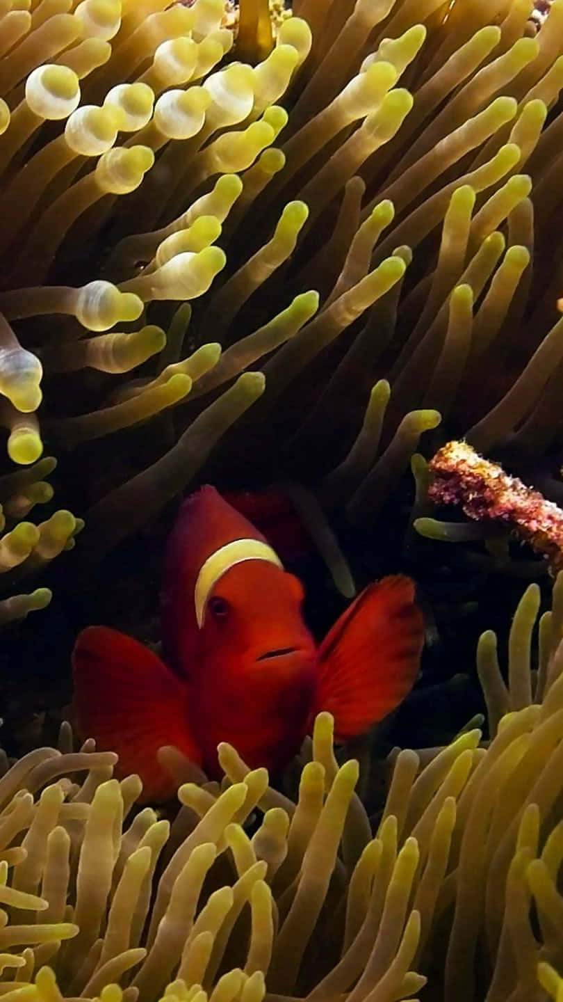 Brightly Coloured Clownfish Enjoys a Peaceful Setting Wallpaper