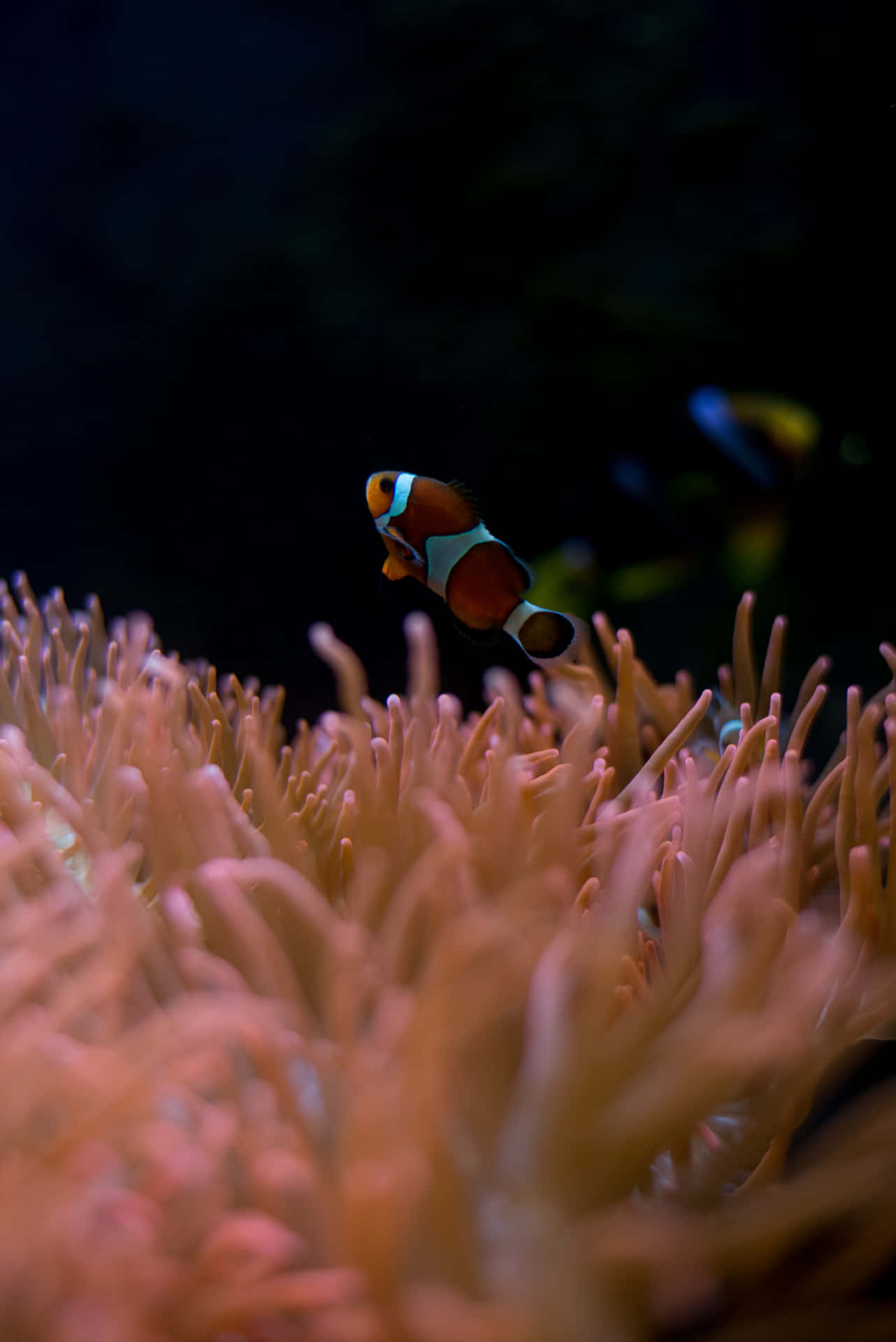 An underwater love affair between vibrant clownfish and a rose gold iPhone Wallpaper