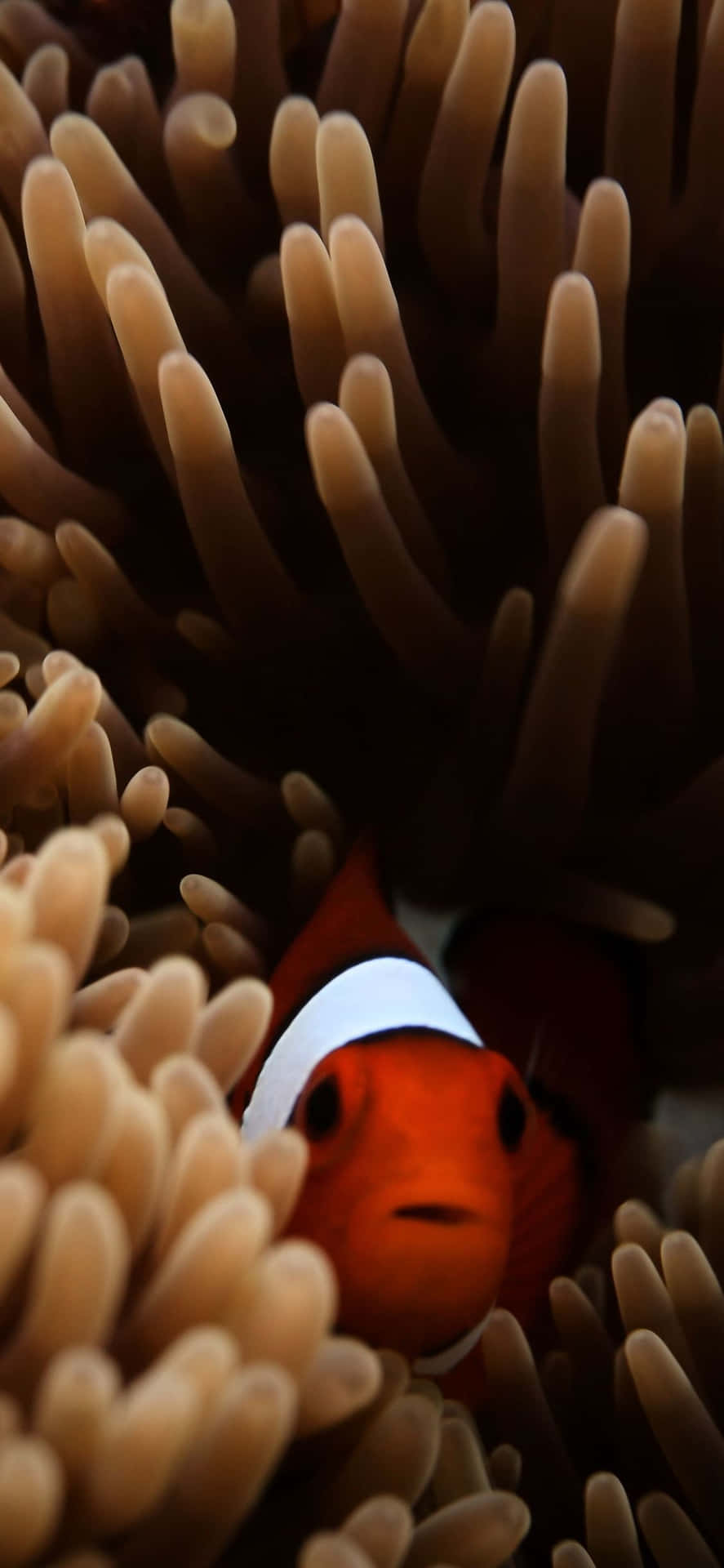 A bright clown fish swimming in clear, turquoise ocean waters. Wallpaper