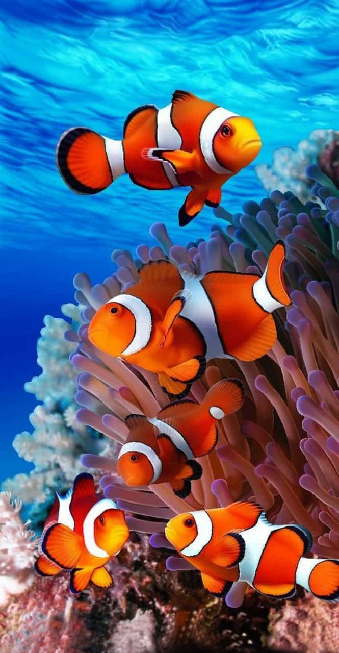 Clown Fish iPhone Sea Anemone Wallpaper