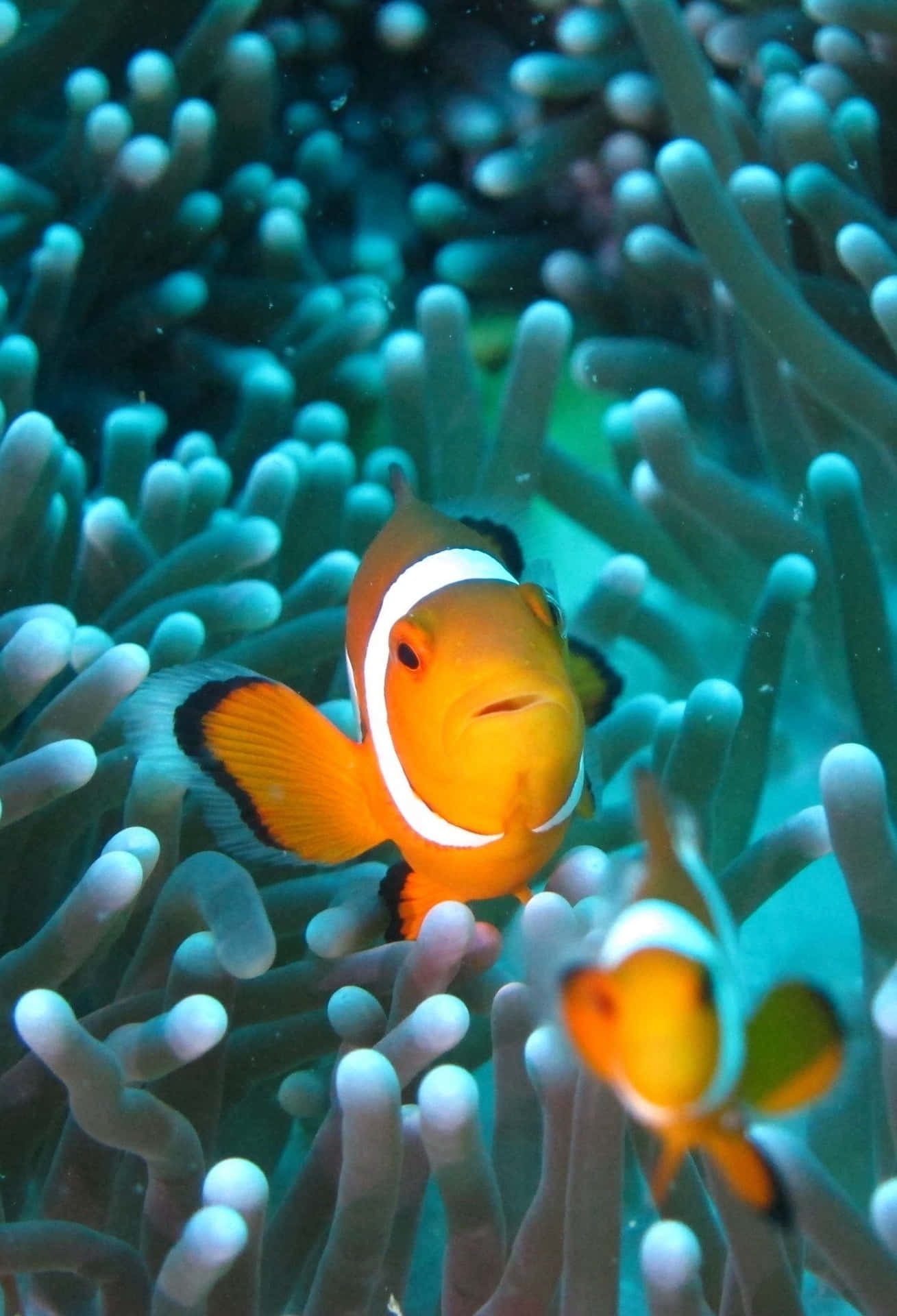 Pececitopayaso Naranja Brillante Desliza En El Arrecife De Coral. Fondo de pantalla