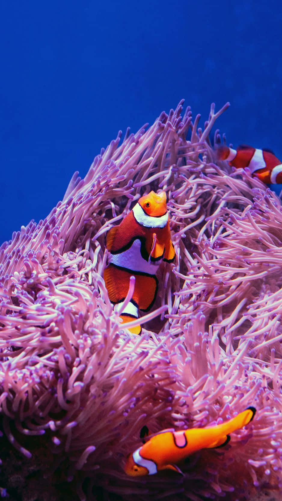 Clown Fish iPhone Pink Aesthetic Anemone Wallpaper