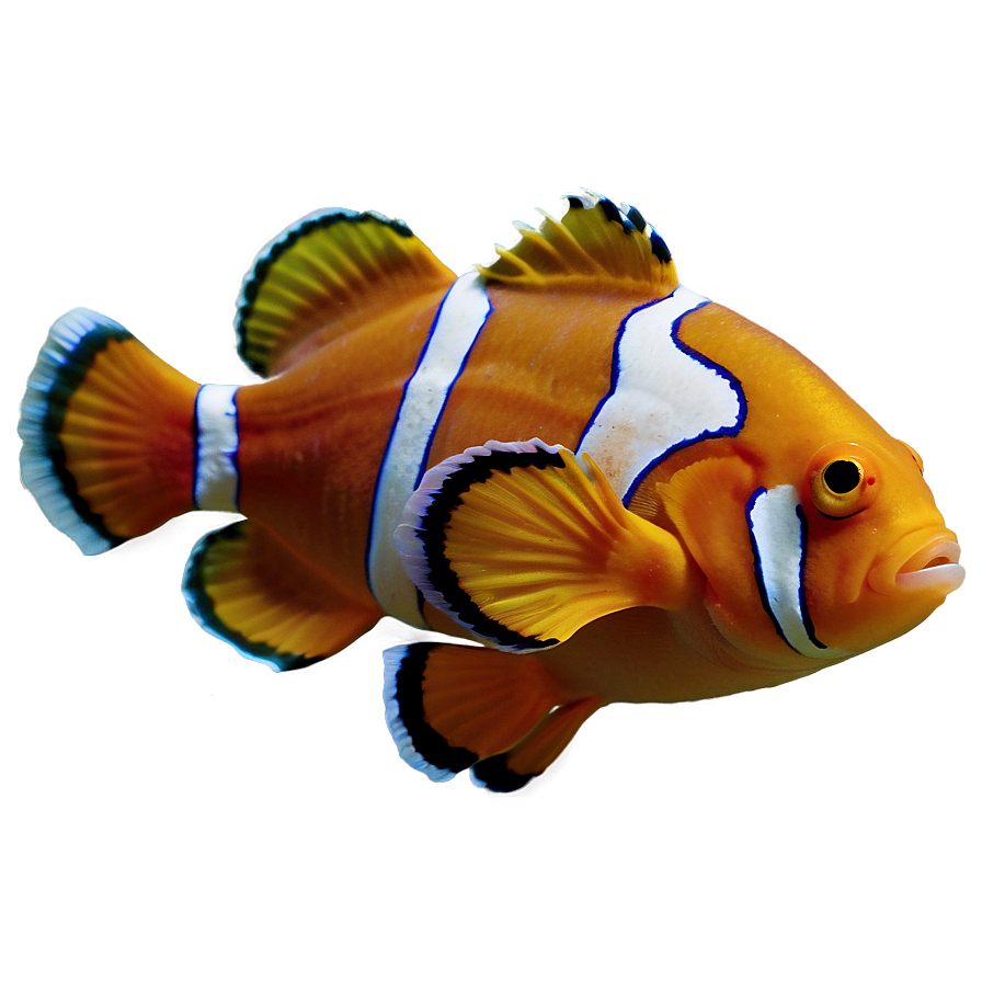 Clown Fish Png 10 PNG
