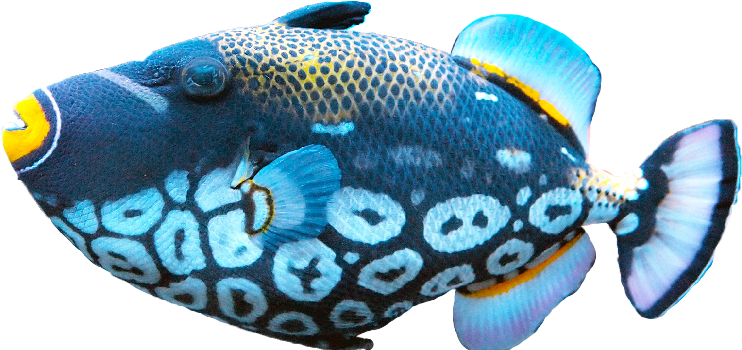 Clown Triggerfish Swimming PNG