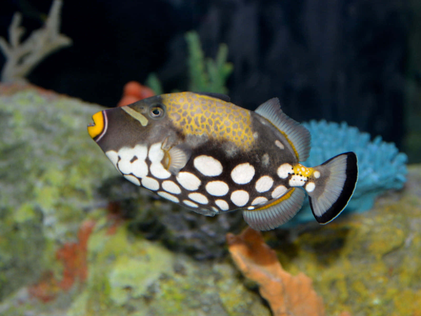 Clown Triggerfish I Akvatisk Miljø Bakgrunnsbildet