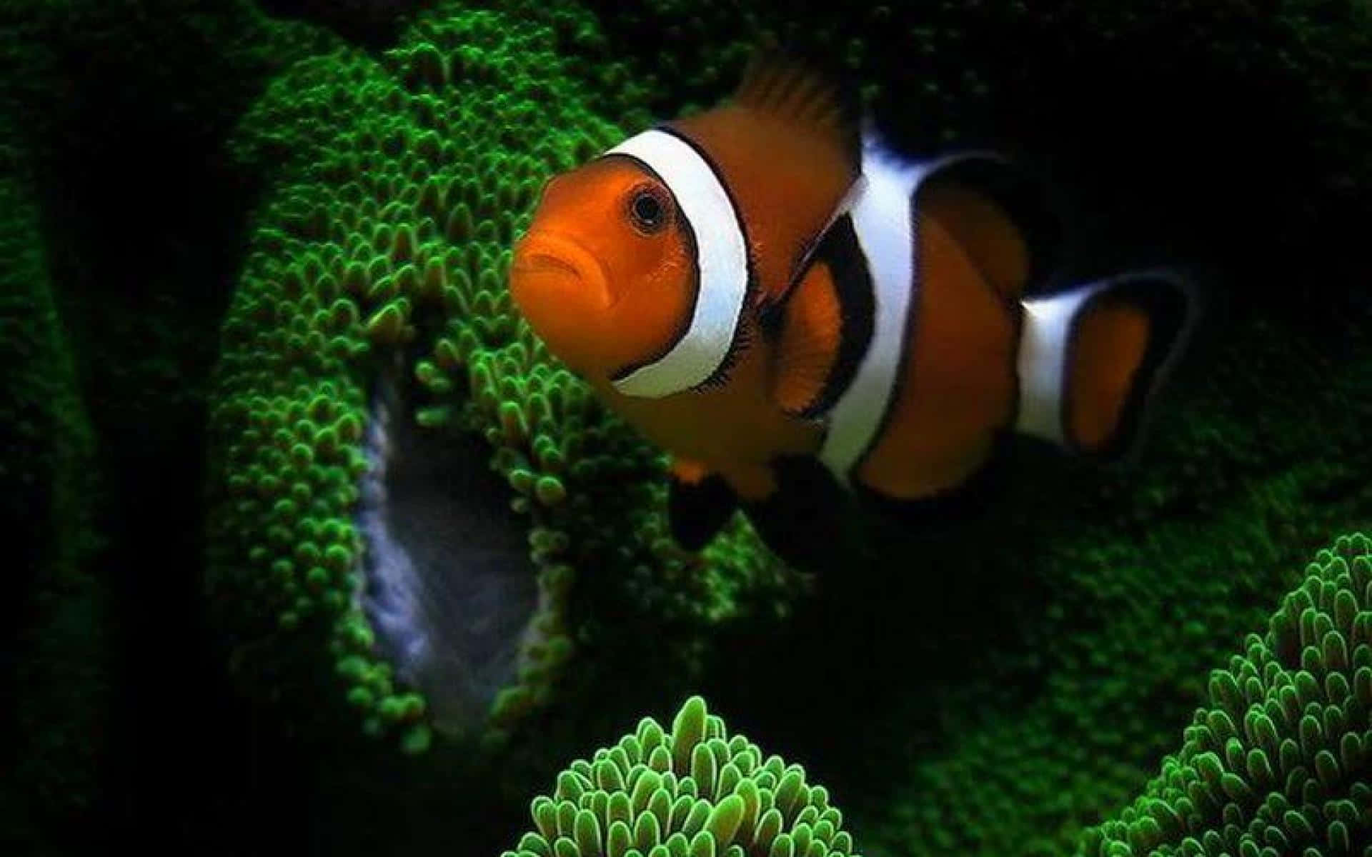 Clownfish Amidst Anemone Wallpaper