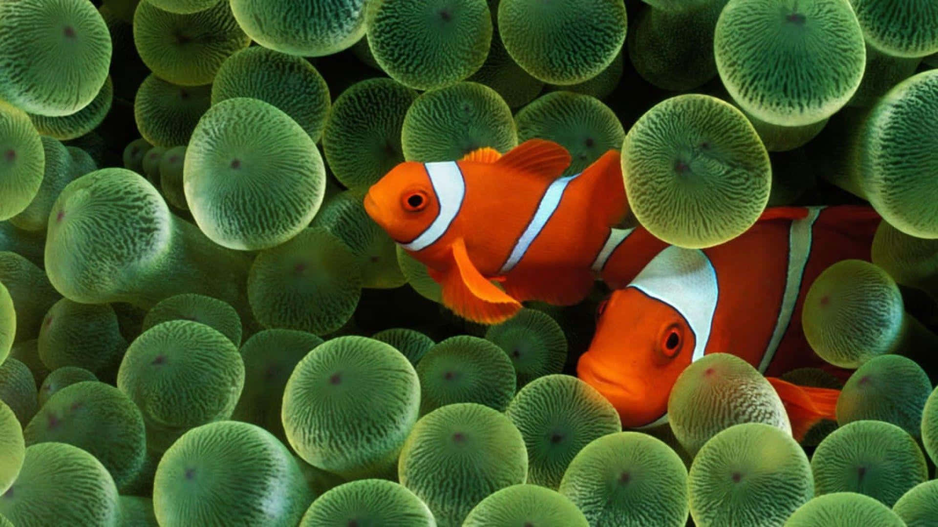 Clownfish Amidst Anemone Wallpaper