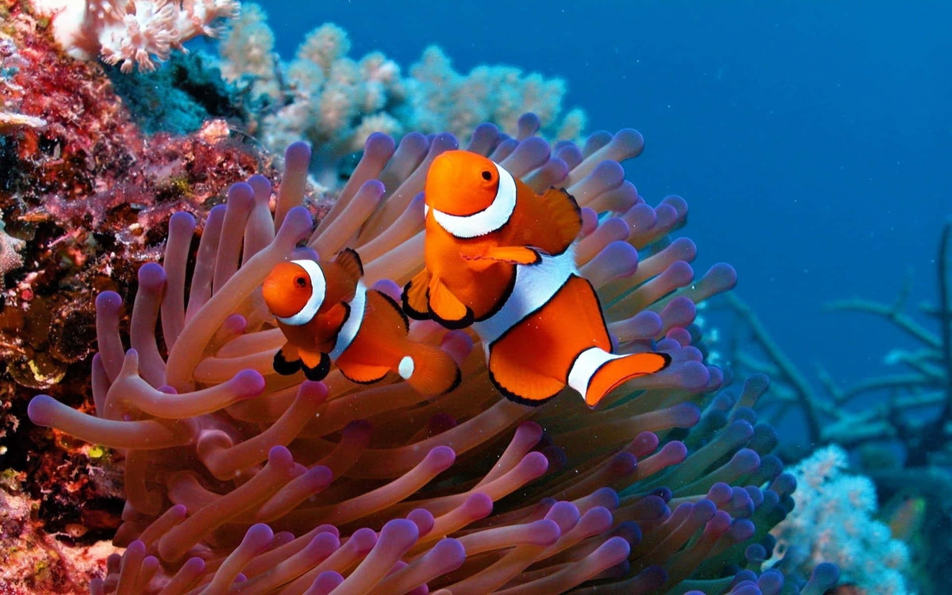 Clownfish_ Amidst_ Anemone.jpg Wallpaper