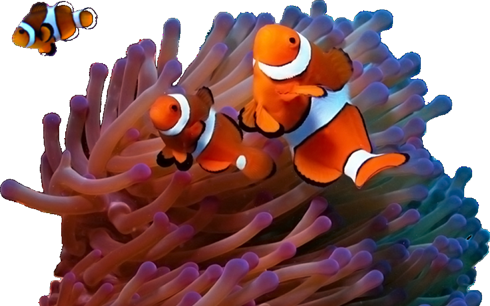 Clownfish Amidst Anemone PNG