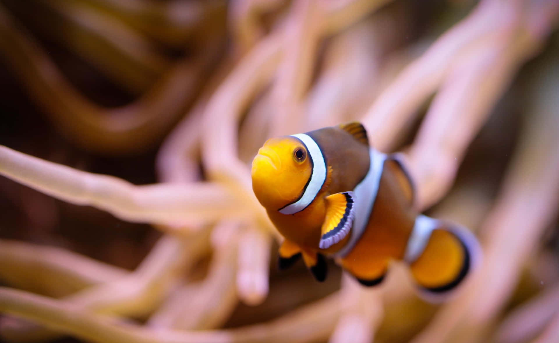 Clownfish Amidst Anemone Tentacles Wallpaper