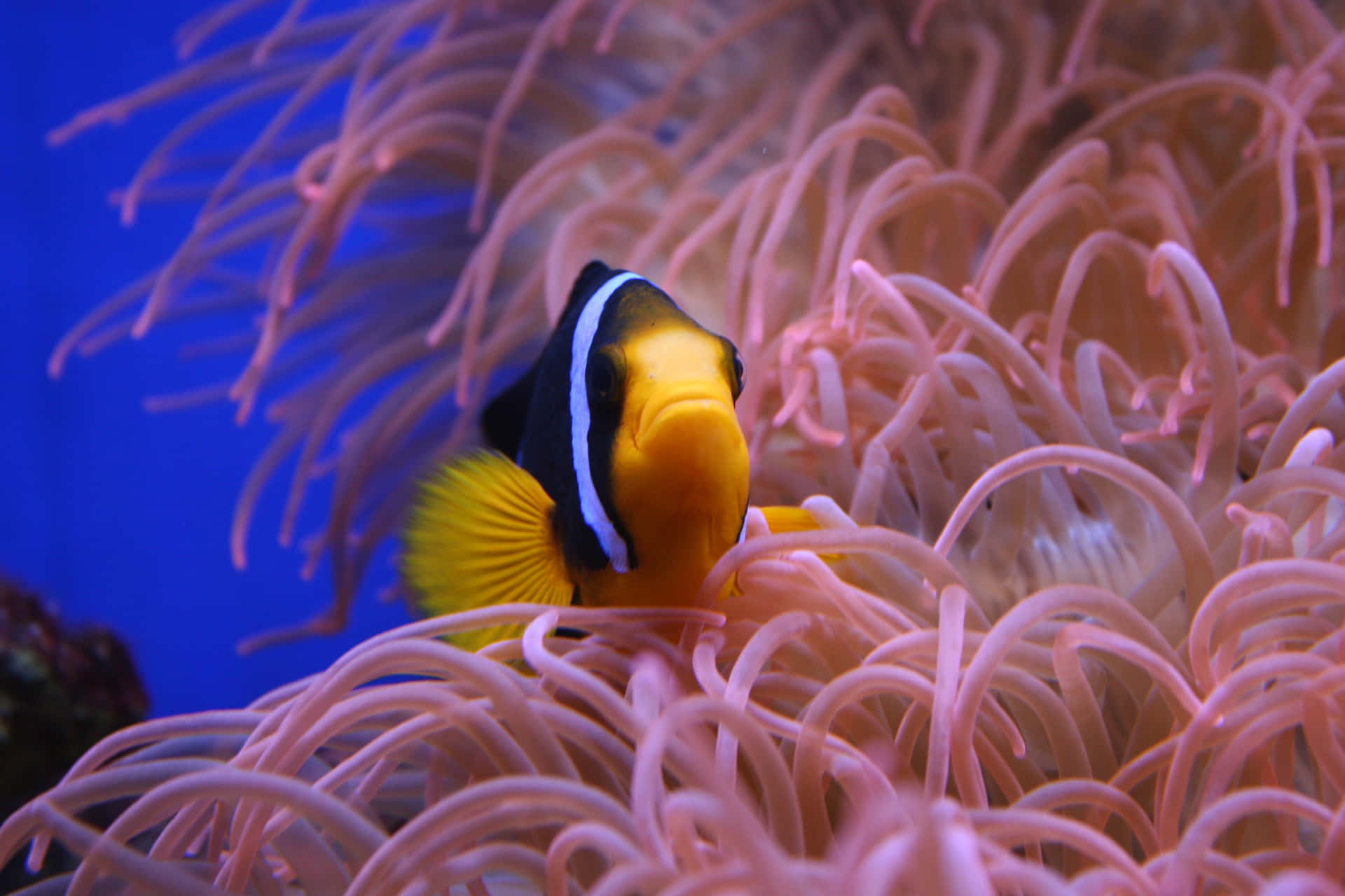 Clownfish Amidst Anemone Tentacles Wallpaper
