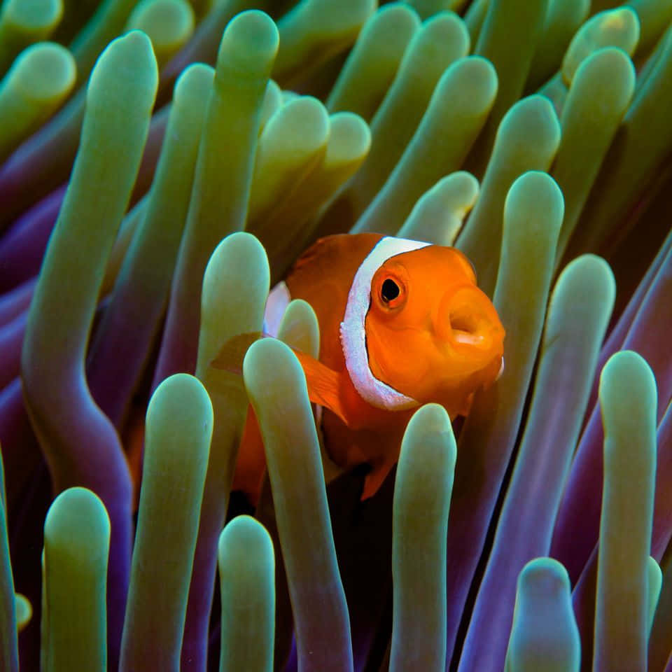 Clownfish Amidst Anemone Tentacles Wallpaper