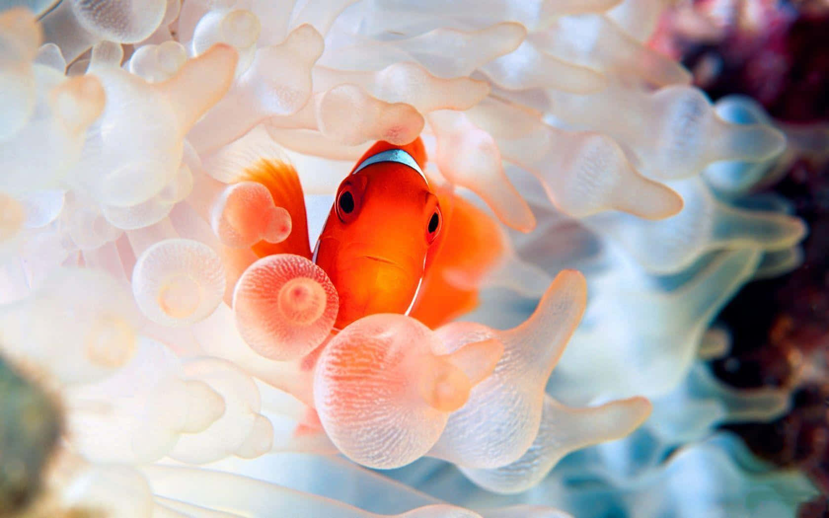Clownfish Amidst Anemone Tentacles.jpg Wallpaper