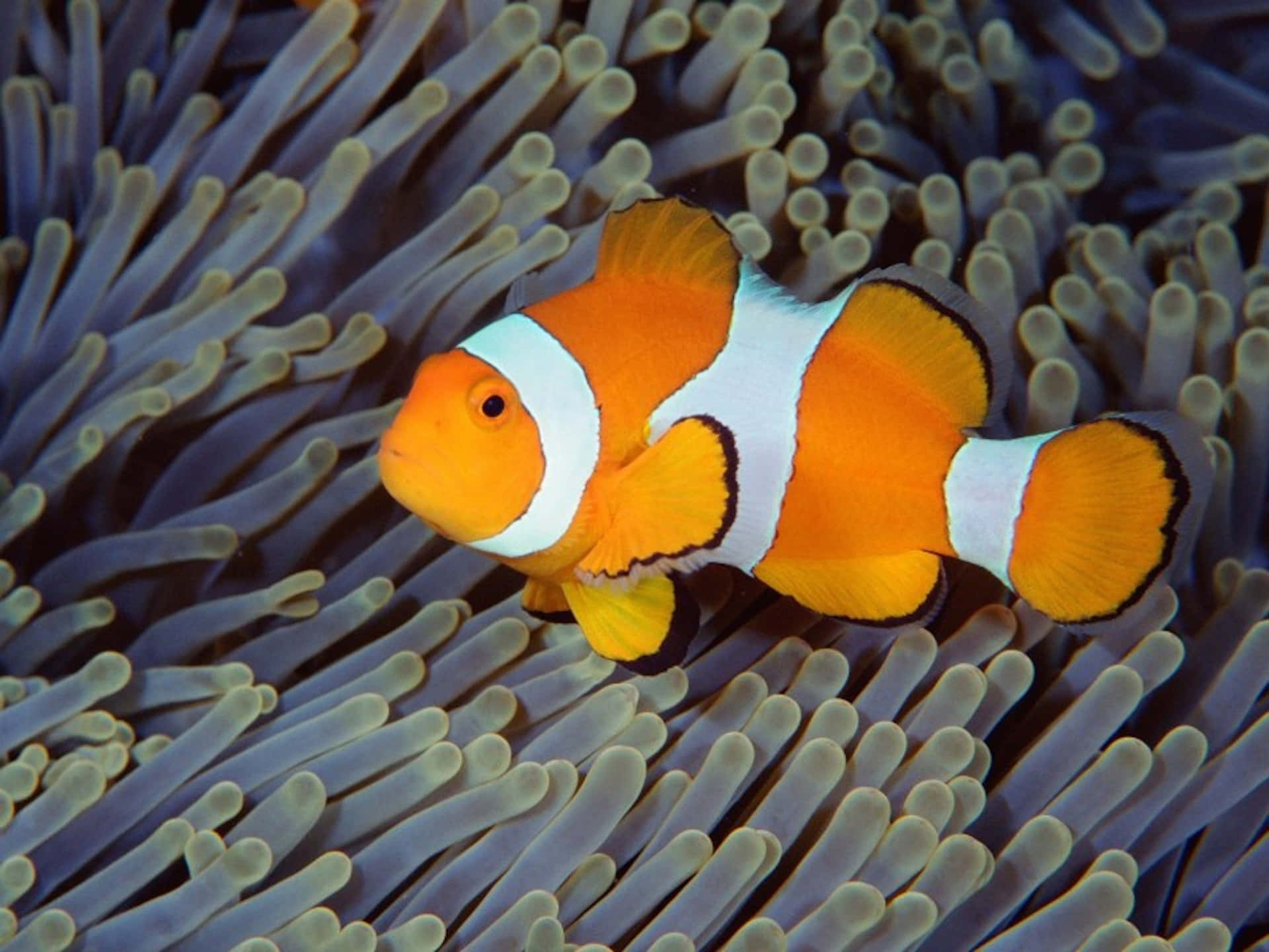 10 facts about Clownfish (4K UHD) - YouTube