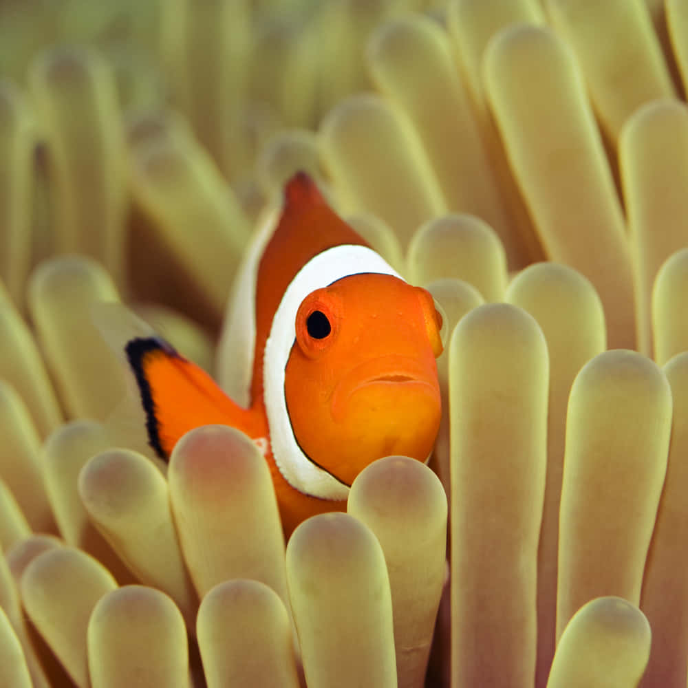 Clownfish Amidst Anemone Tentacles.jpg Wallpaper