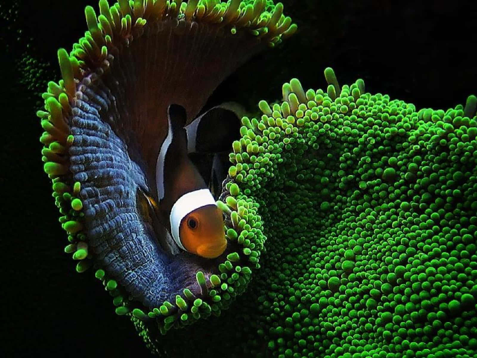 Clownfish Amidst Anemone Tentacles.jpg Wallpaper