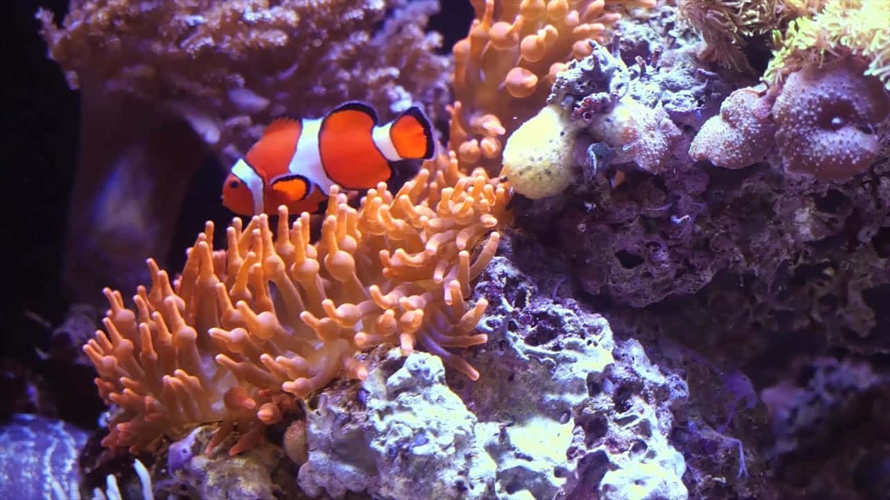 Clownfish Amidst Coral Reef Wallpaper