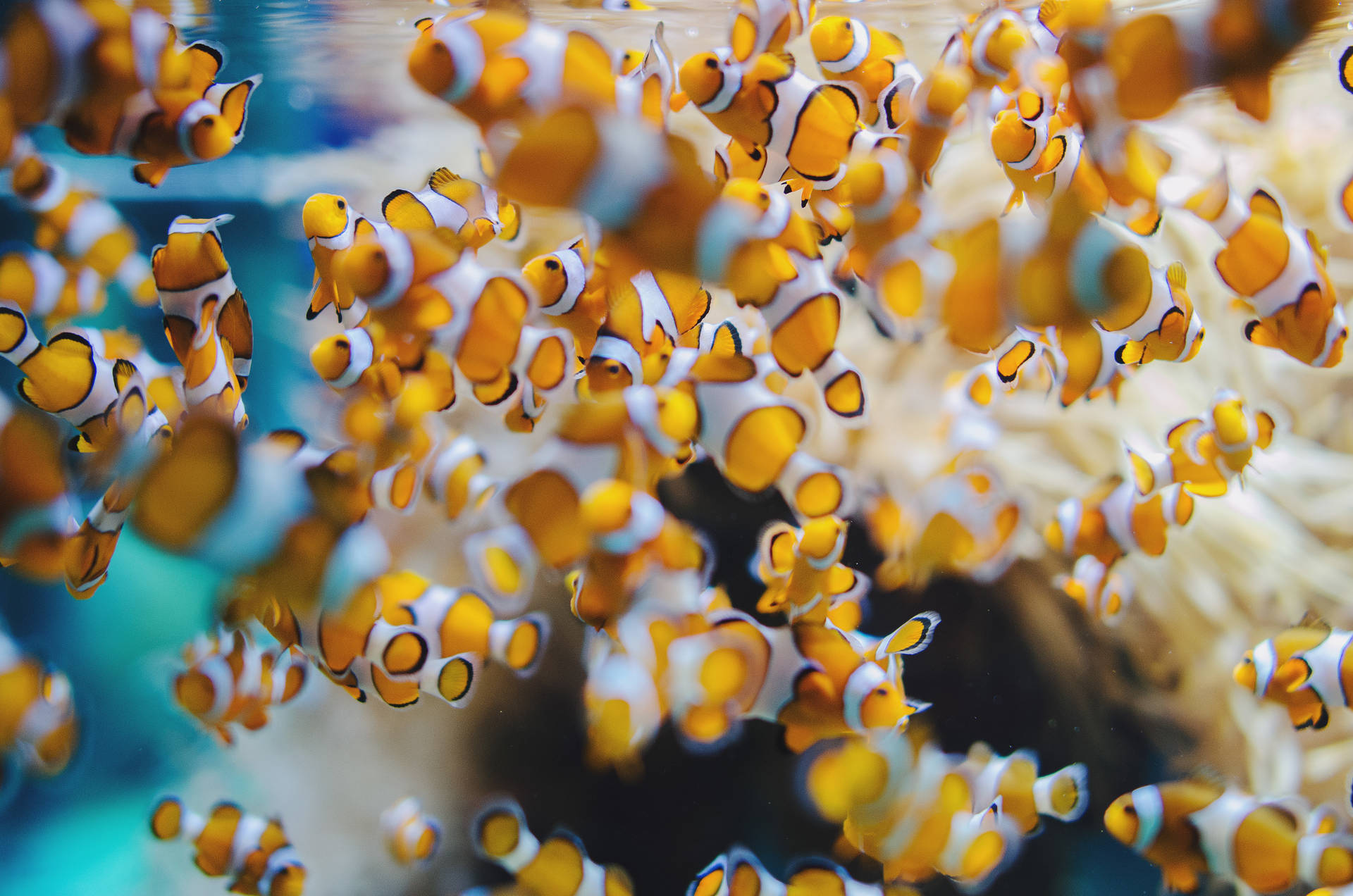 Clownfish Fingerlings 4K Ultra HD Fish Wallpaper