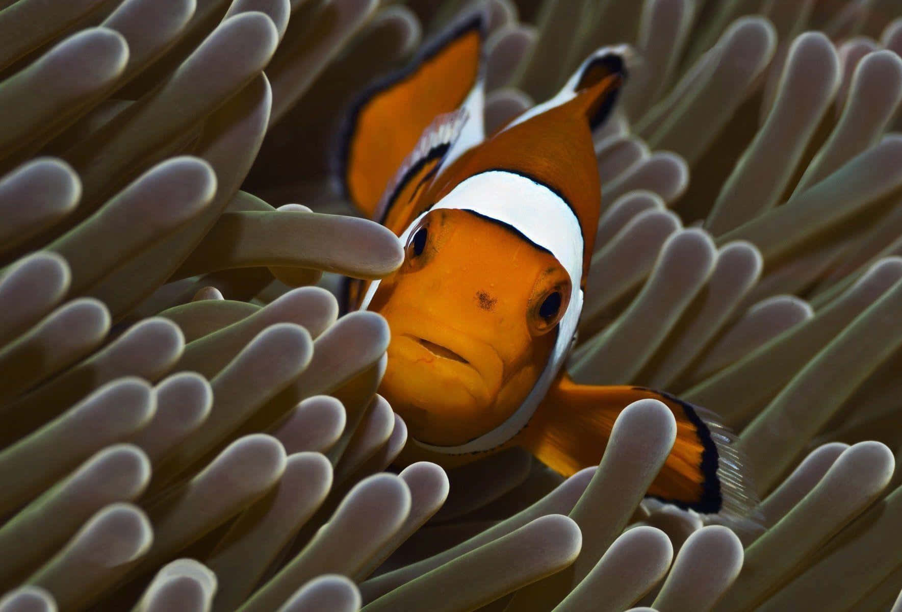 Clownfish Hidingin Anemone.jpg Wallpaper
