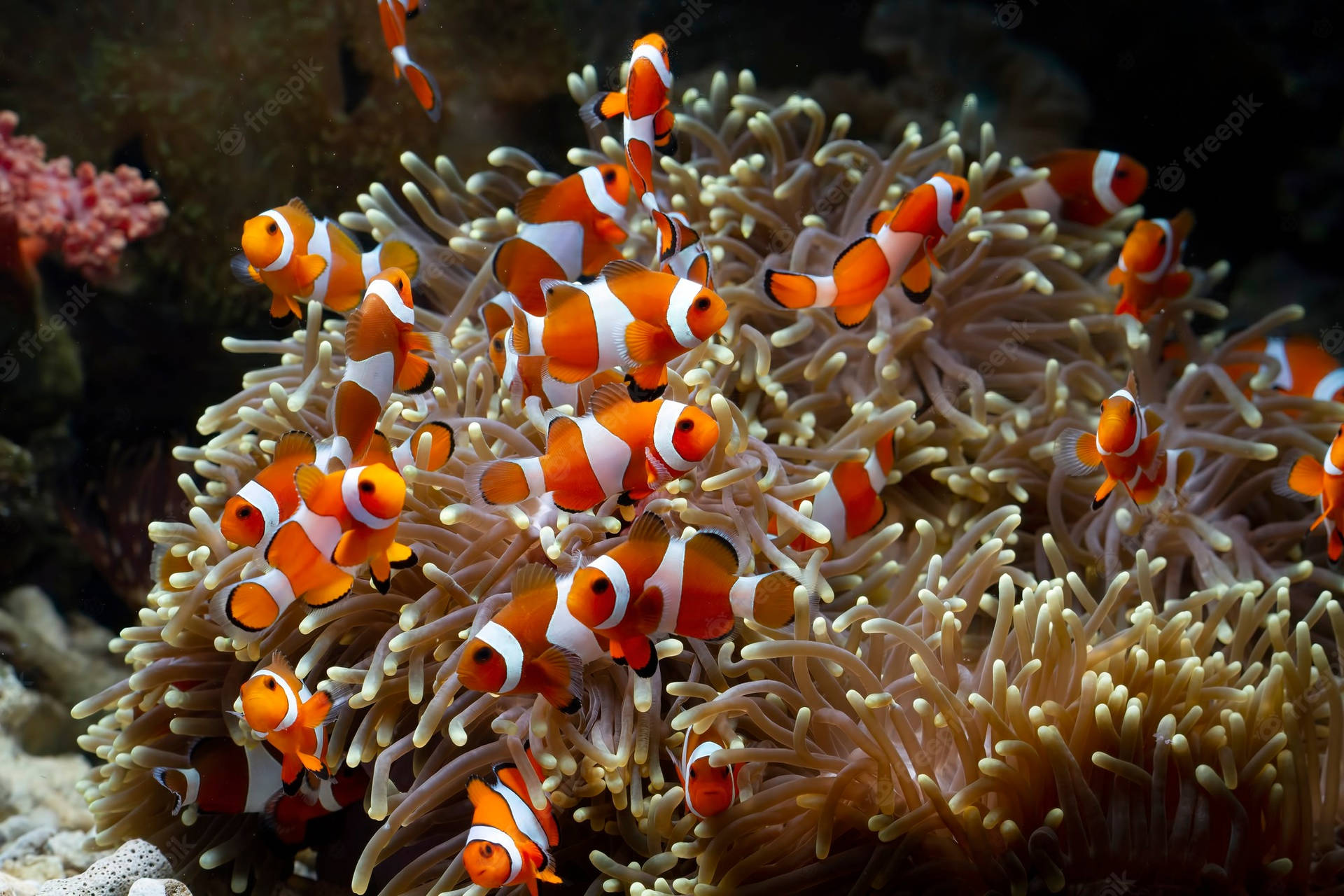 Clownfish Sea Anemone Wallpaper