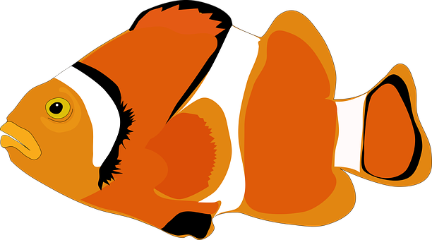 Clownfish_ Vector_ Illustration PNG