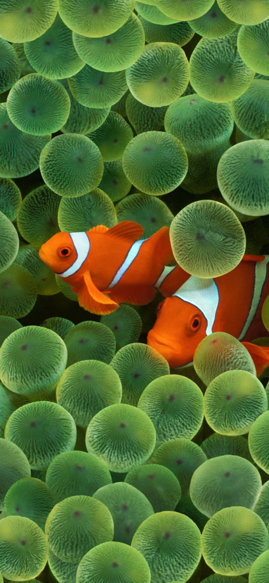 Clownfishes At Reef Ios 16