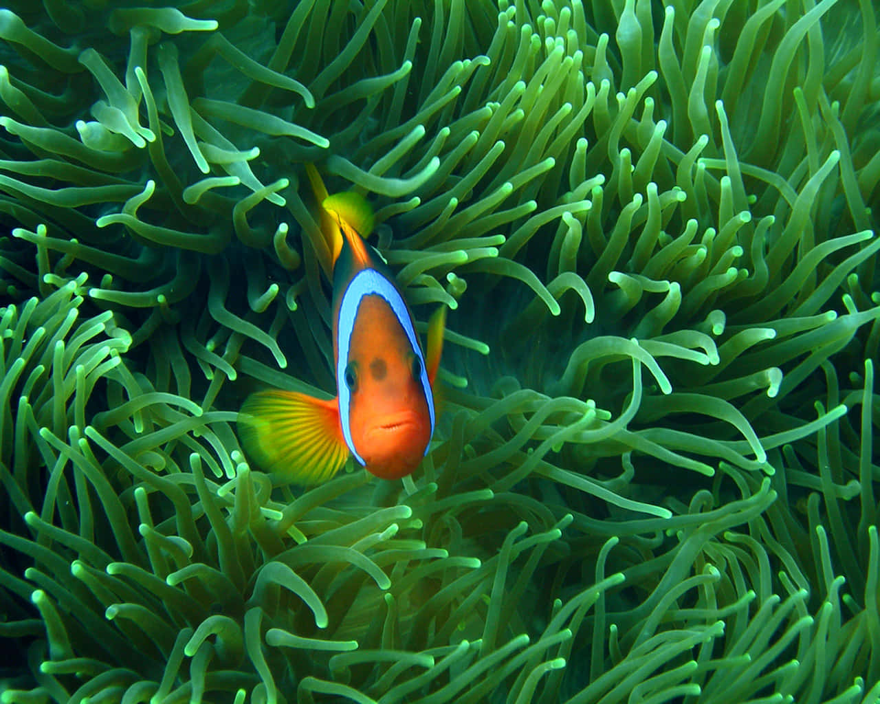 Clownfishin Anemone Habitat.jpg Wallpaper