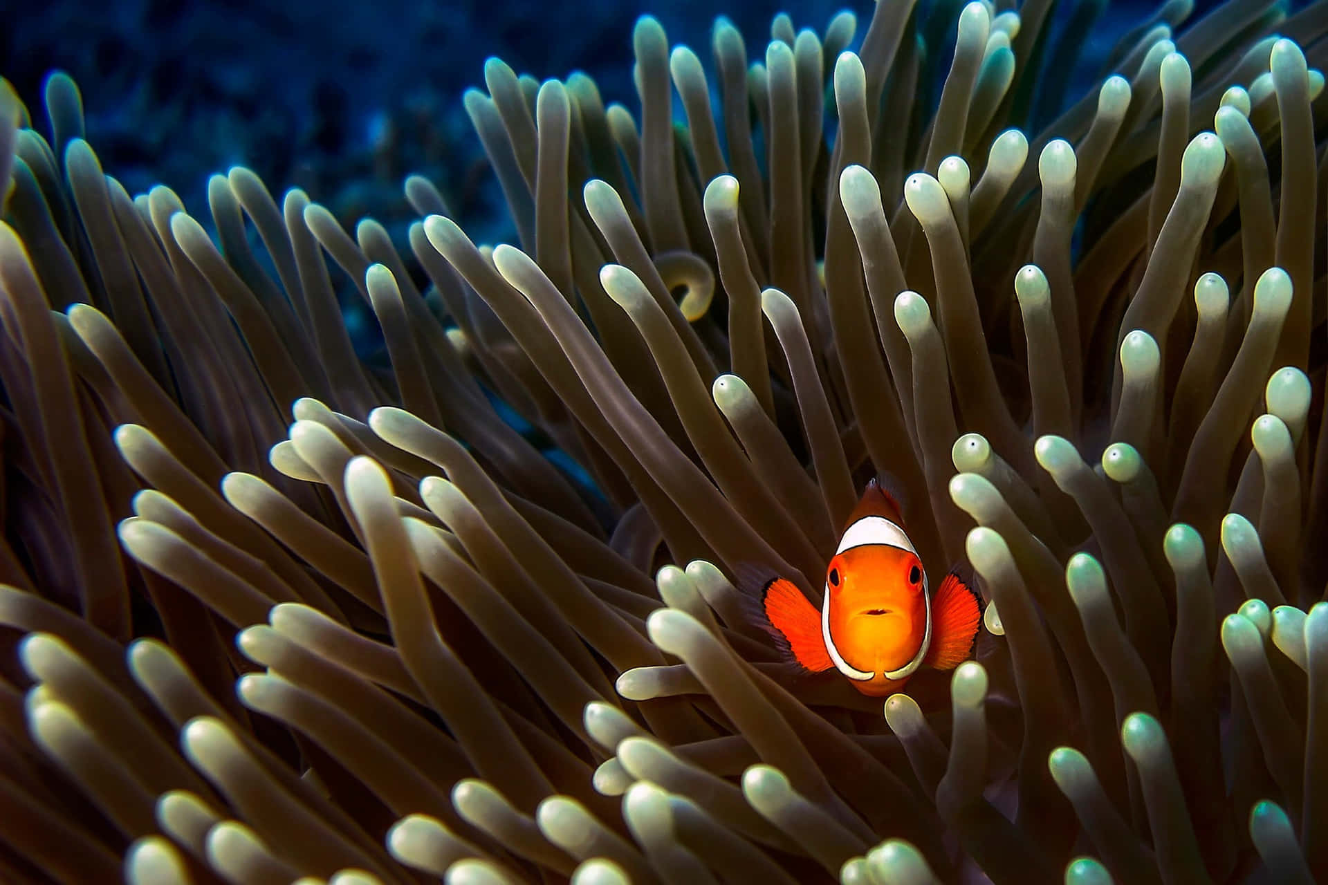 Clownfishin Sea Anemone.jpg Wallpaper