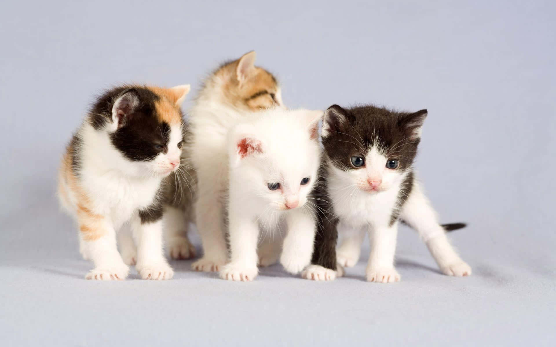 Clueless Four Cute Kittens Wallpaper