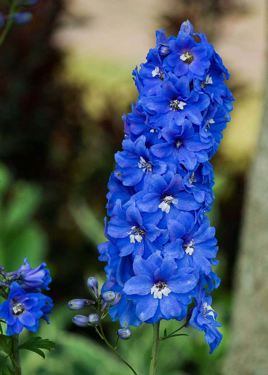 Clumped Larkspur Blue Flower Iphone Wallpaper
