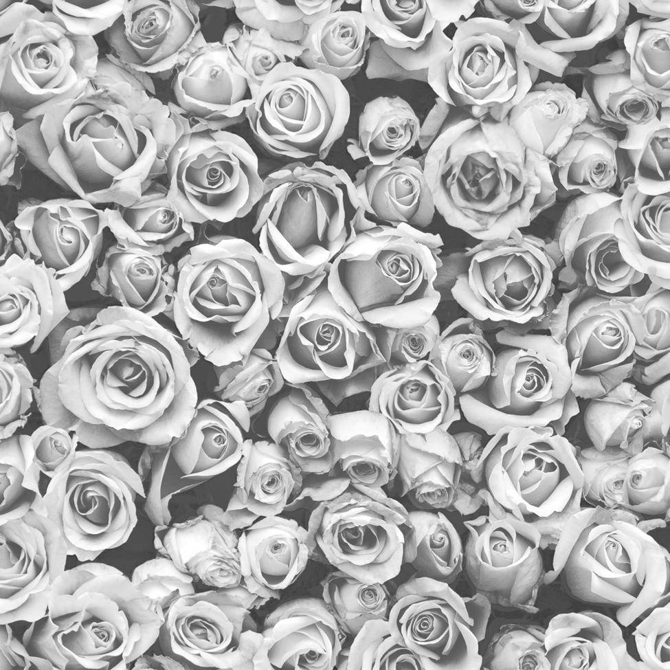 Cluster Of Black And White Rose Flowers Wallpaper