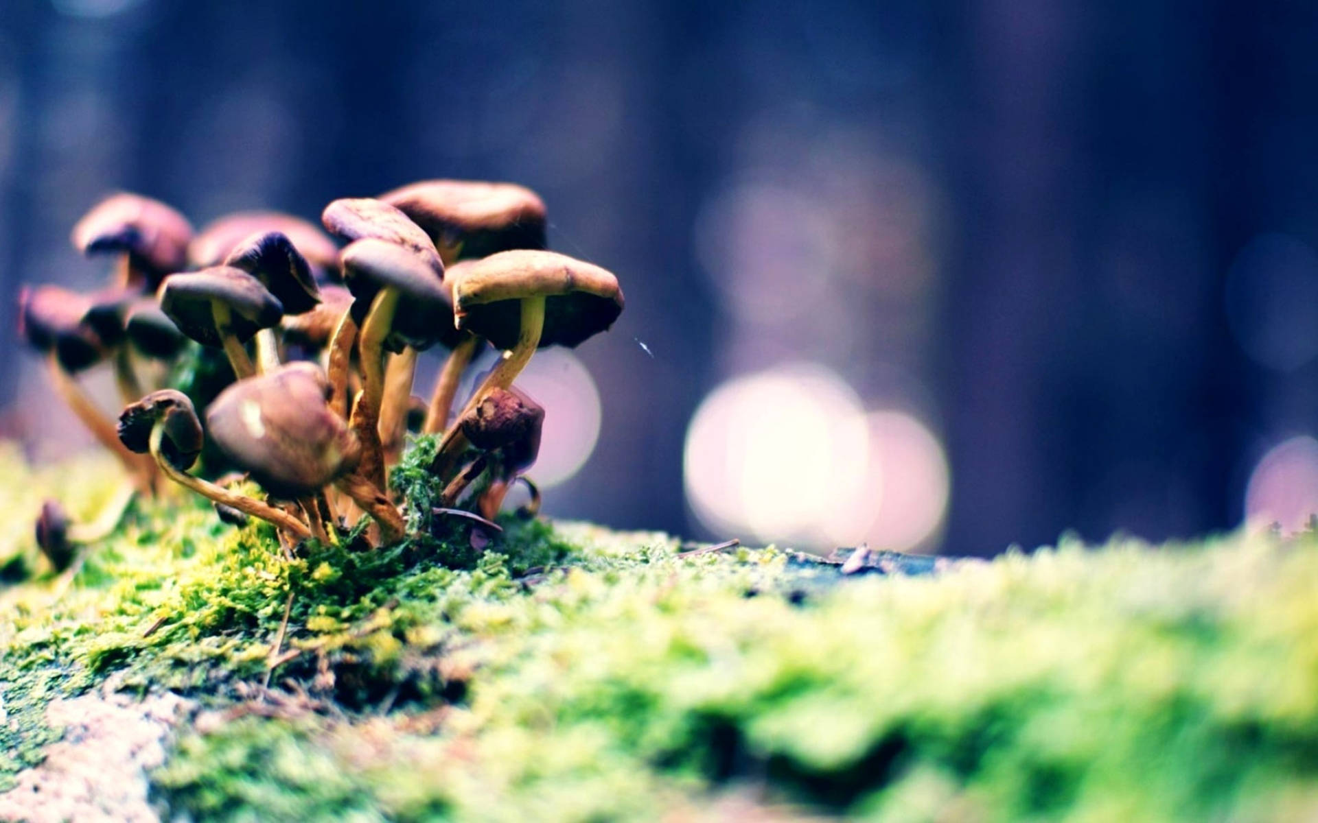 Cluster Of Cute Dark Brown Mushrooms Wallpaper