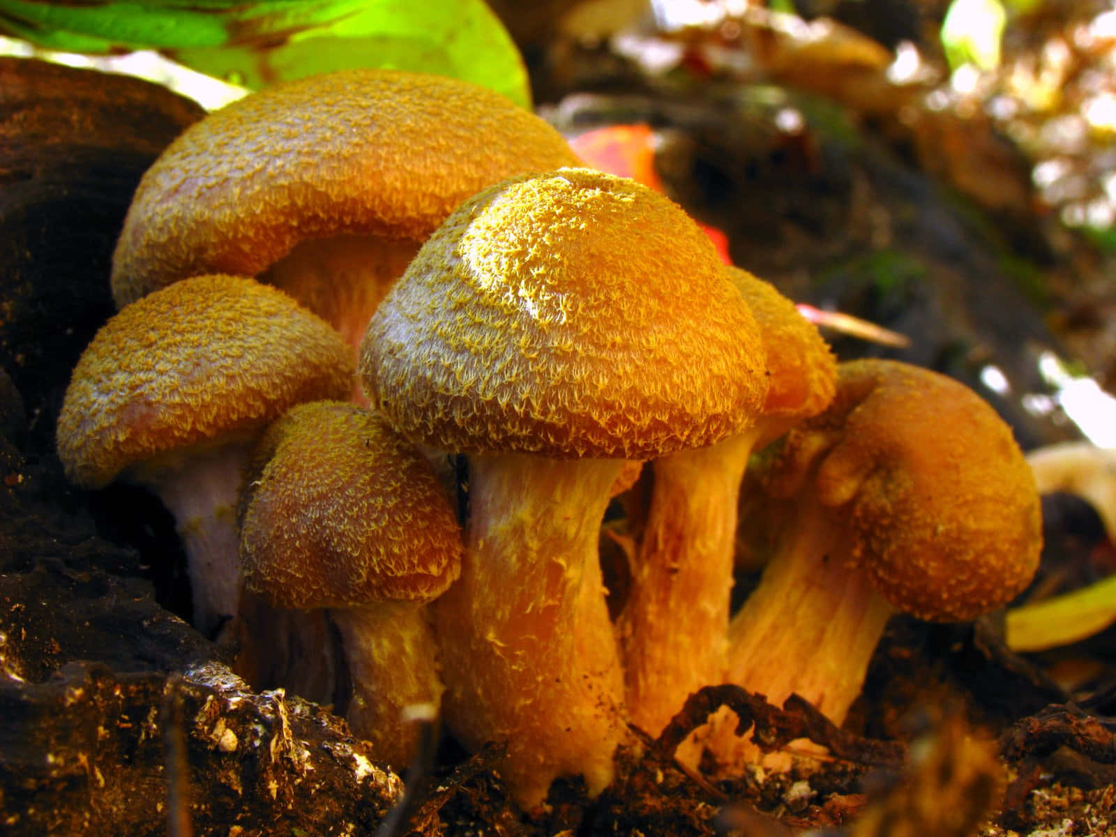 Cluster Of Humungous Fungus With Hairy Cap Background