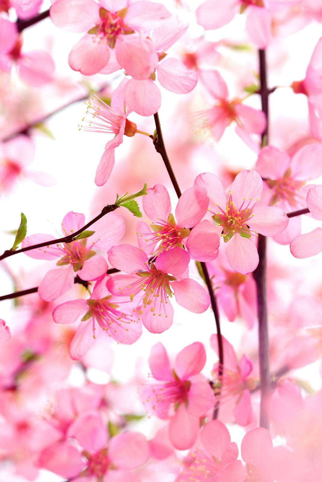 Cluster Of Pink Blossom Flowers Wallpaper