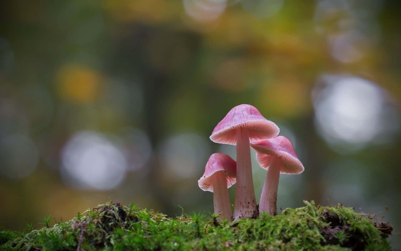Cluster Of Pink Psilocybe Fungus Wallpaper