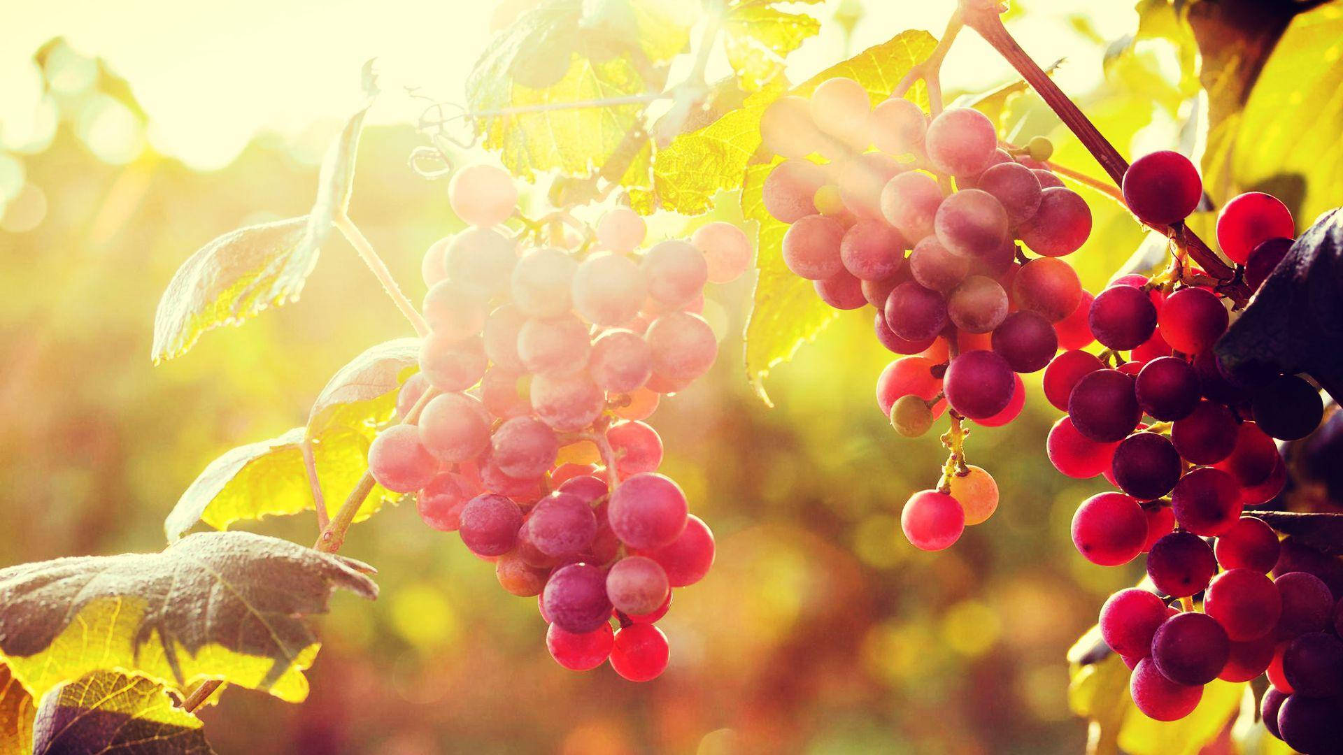 Cluster Of Red Globe Grapes Wallpaper