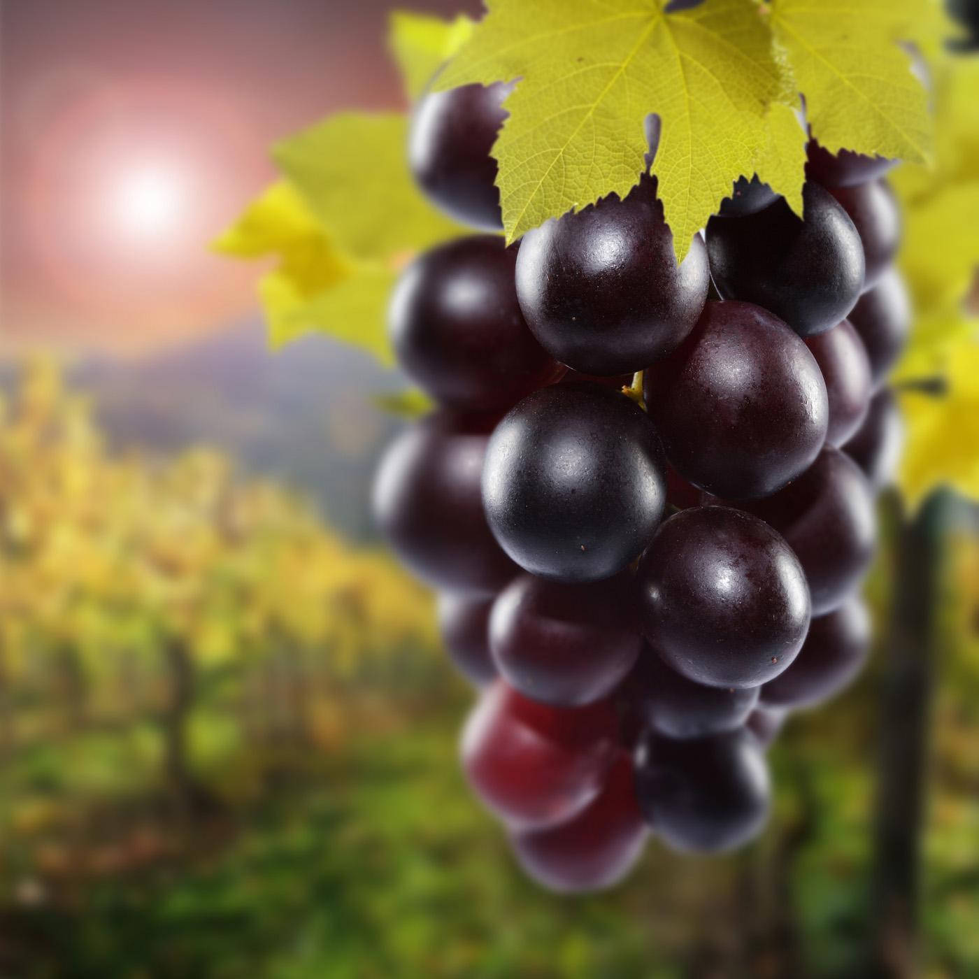 Cluster Of Ripe Champagne Red Grapes Wallpaper