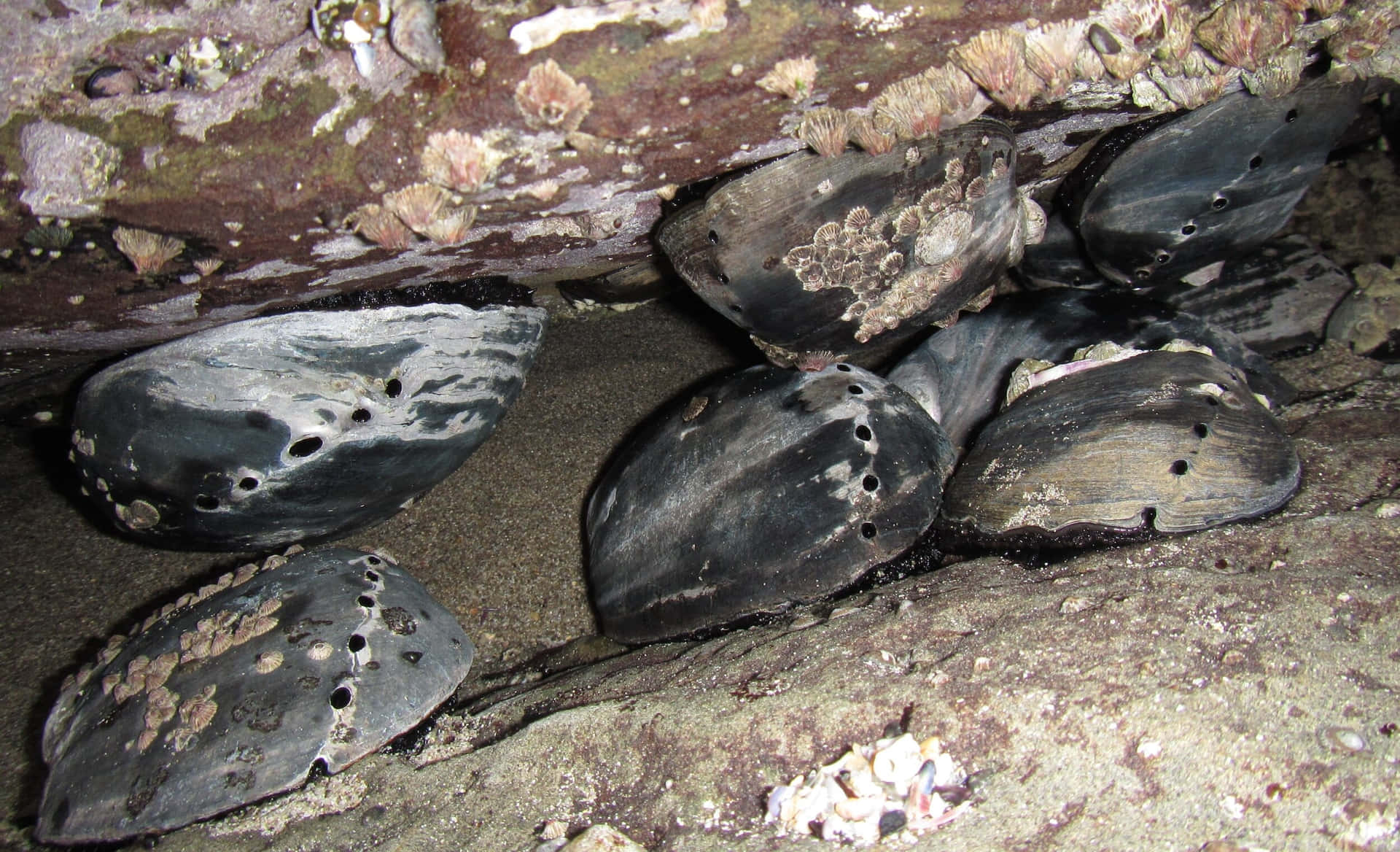 Clustered Abalone Under Rock Wallpaper