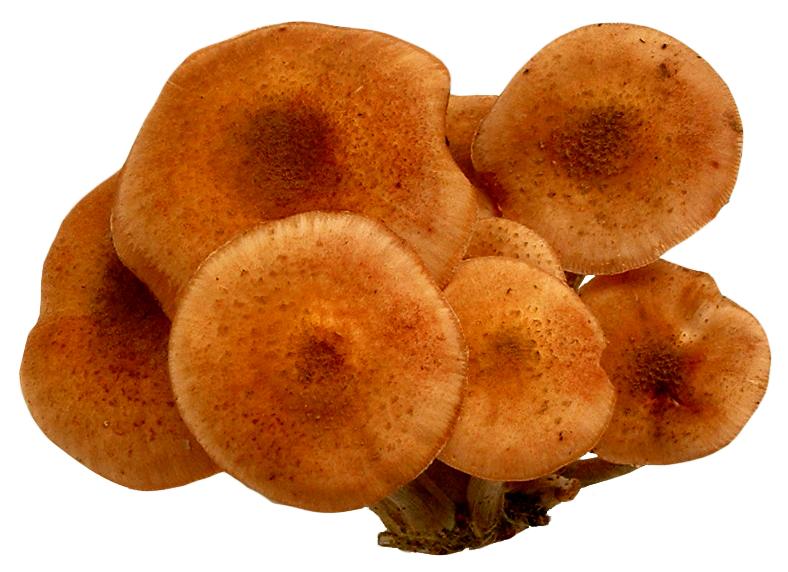 Clustered Brown Mushrooms.png PNG