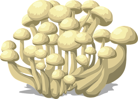 Clustered Mushrooms Illustration PNG