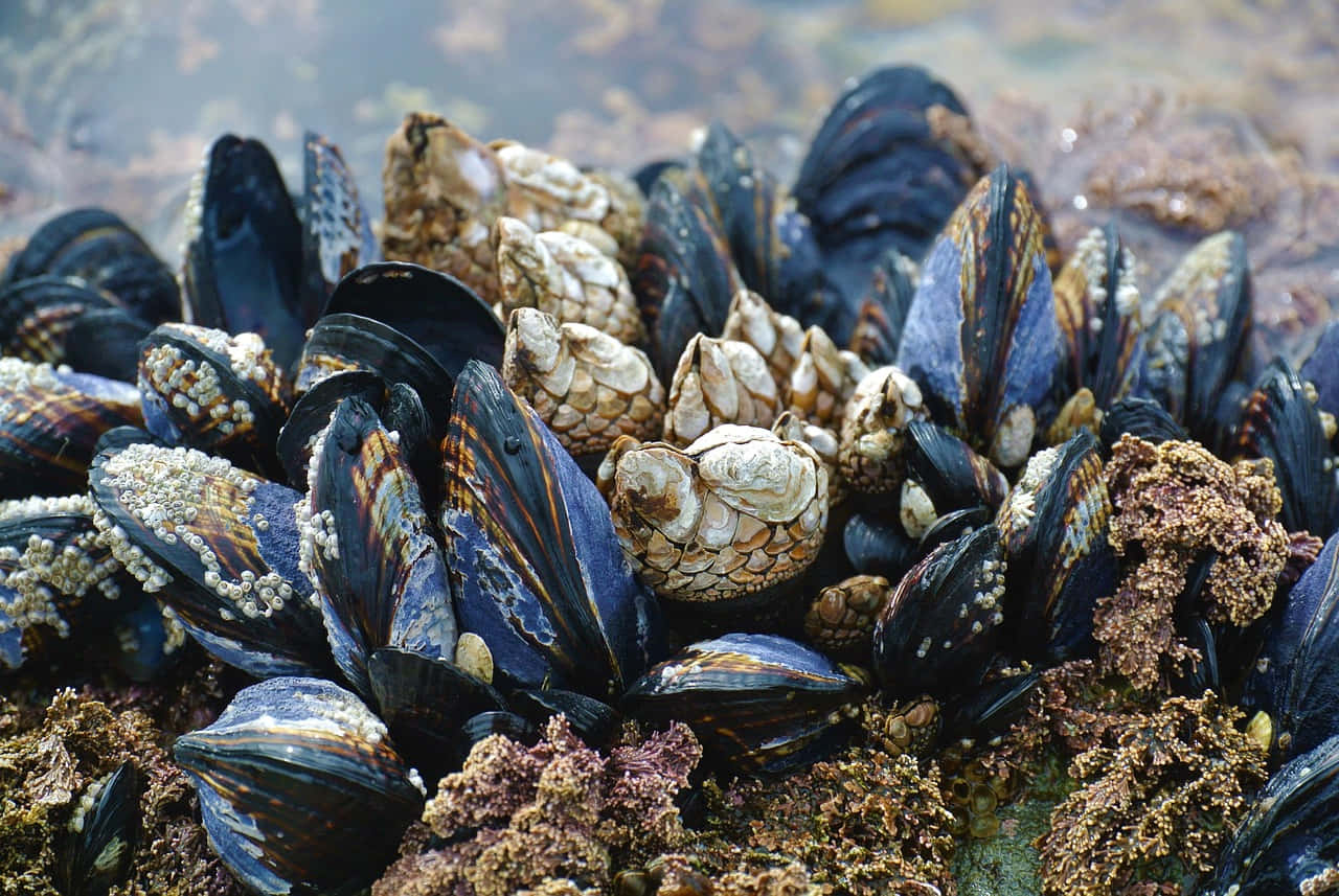 Clustered_ Mussels_and_ Barnacles_ Closeup Wallpaper