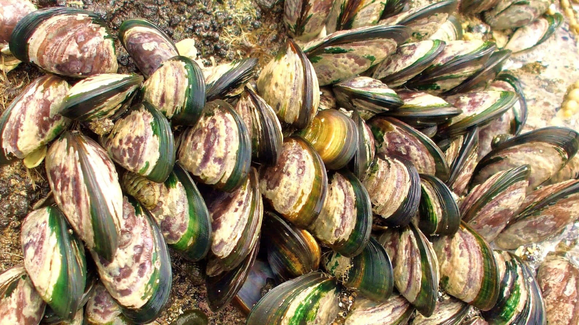 Clustered_ Mussels_on_ Rocky_ Shore.jpg Wallpaper