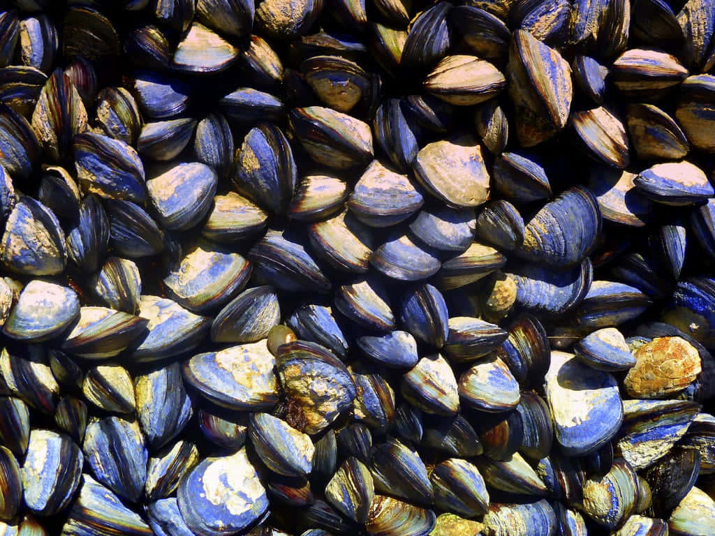 Clustered Mussels Texture Wallpaper