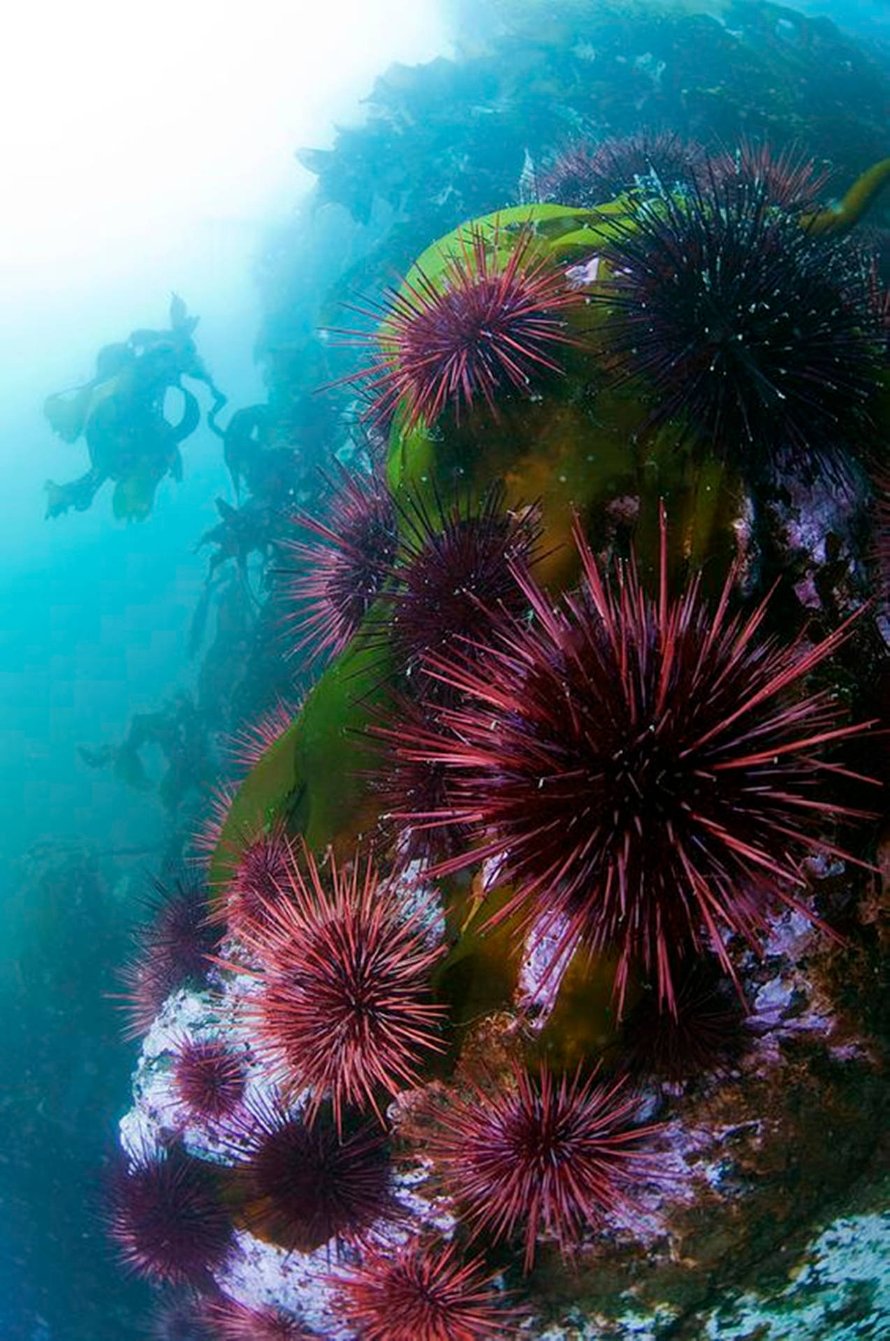 Clustered Sea Urchins Underwater Photography Wallpaper