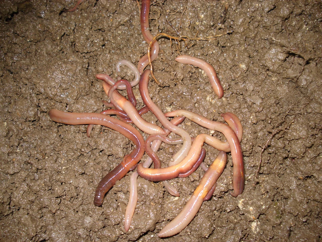 Clusterof Earthwormson Soil.jpg Wallpaper