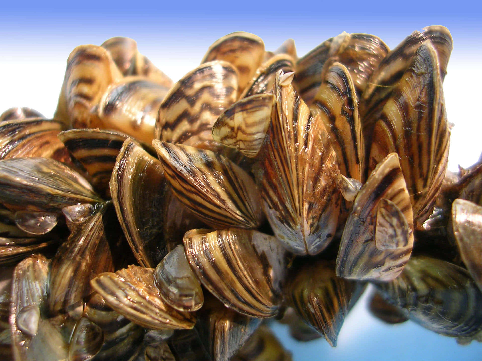 Clusterof Mussels Reflection Wallpaper