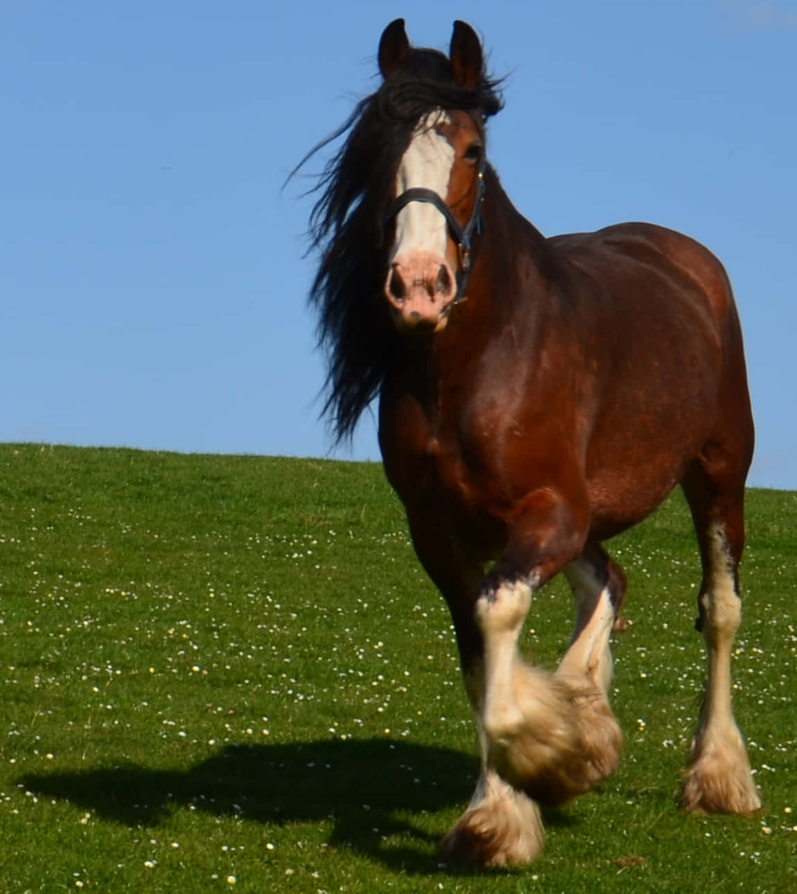 Majestic Clydesdale Horse Standing in a Field