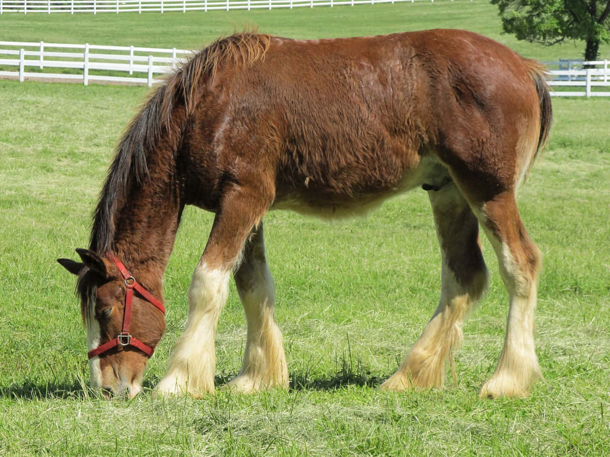 A Horse Grazing On Grass