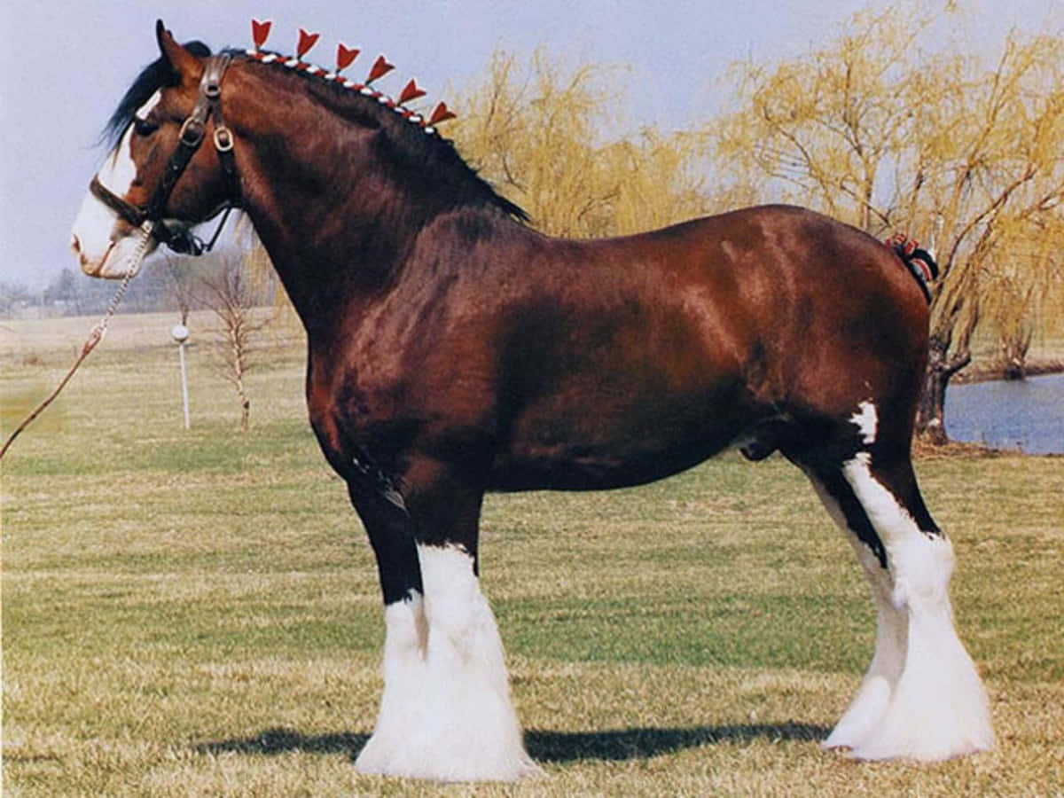 Majestätiskclydesdale-häst På Öppen Äng.